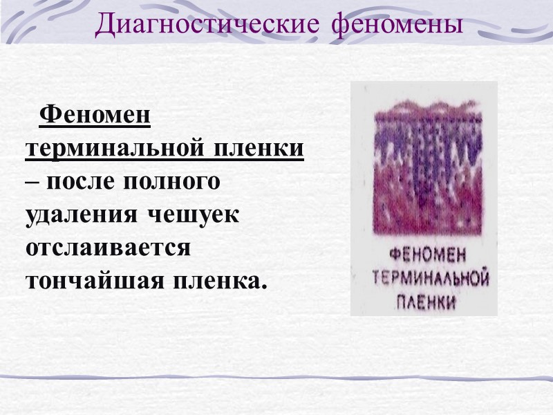 Диагностические феномены Феномен кровяной росы Полотебнова (феномен Ауспитца) -после отторжения терминальной пленки возникает точечное